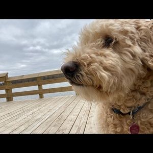 Meet your Posher, Abby